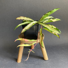 Kép betöltése a galériamegjelenítőbe: Hoya wayetii tricolor - Viaszvirág - Wax plant - Tropical Home 
