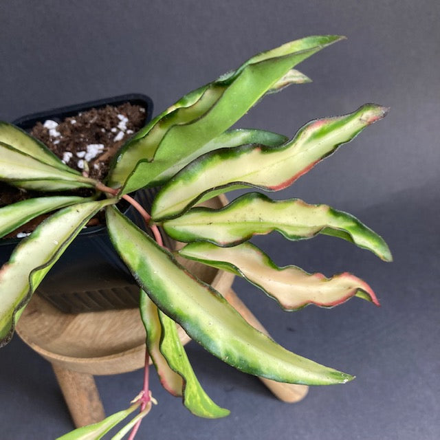 Hoya wayetii tricolor - Viaszvirág - Wax plant - Tropical Home 