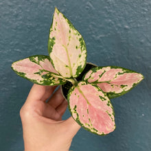 Kép betöltése a galériamegjelenítőbe: Aglaonema &quot;Red zirkon&quot; - Rákvirág - Chinese Evergreen
