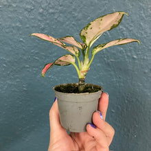 Kép betöltése a galériamegjelenítőbe: Aglaonema &quot;Red zirkon&quot; - Rákvirág - Chinese Evergreen
