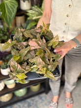 Kép betöltése a galériamegjelenítőbe: Syngonium &quot;Pink splash/Red spot&quot; mini - Tropical Home 
