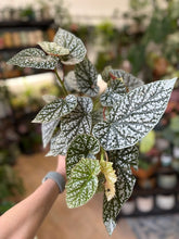 Kép betöltése a galériamegjelenítőbe: Begonia "Snowcap" 17cm

