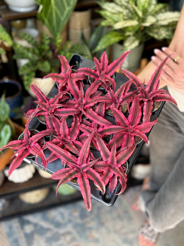 Cryptanthus bivittatus 