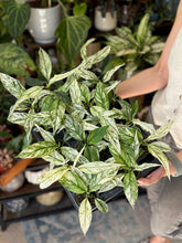 Kép betöltése a galériamegjelenítőbe: Spathiphyllum &#39;Sensation&#39; variegated - Vitorlavirág tarka - Peace lily - Tropical Home 
