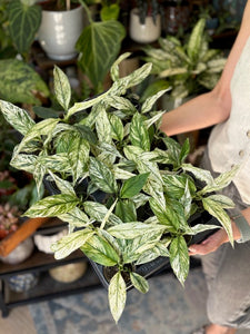 Spathiphyllum 'Sensation' variegated - Vitorlavirág tarka - Peace lily - Tropical Home 
