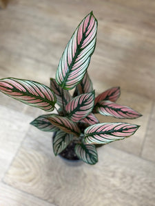 Calathea majestica "White star" - Zebralevél - Tropical Home 