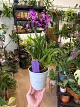 Kép betöltése a galériamegjelenítőbe: Dendrobium "Berry oda"
