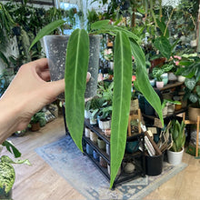 Kép betöltése a galériamegjelenítőbe: Anthurium pallidiflorum - Saját szaporítás - Tropical Home 
