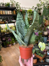 Kép betöltése a galériamegjelenítőbe: Sansevieria zeylanica 10cm - Anyósnyelv
