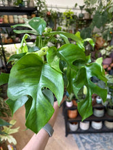 Kép betöltése a galériamegjelenítőbe: Rhaphidophora tetrasperma (Monstera minima) 12cm
