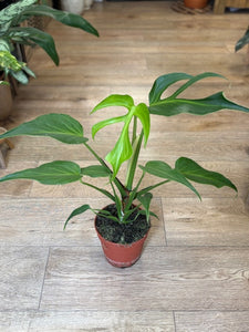 Monstera burle-marx "Flame" - Tropical Home 