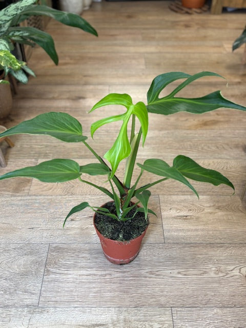 Monstera burle-marx 