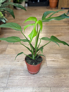 Monstera burle-marx "Flame" - Tropical Home 