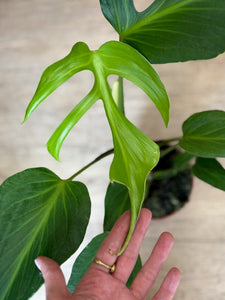 Monstera burle-marx "Flame" - Tropical Home 