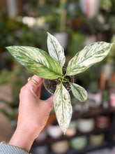Kép betöltése a galériamegjelenítőbe: Spathiphyllum &#39;Sensation&#39; variegated - Vitorlavirág tarka - Peace lily - Tropical Home 
