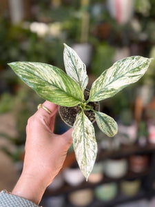 Spathiphyllum 'Sensation' variegated - Vitorlavirág tarka - Peace lily - Tropical Home 