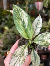 Kép betöltése a galériamegjelenítőbe: Spathiphyllum &#39;Sensation&#39; variegated - Vitorlavirág tarka - Peace lily - Tropical Home 
