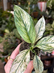 Spathiphyllum 'Sensation' variegated - Vitorlavirág tarka - Peace lily - Tropical Home 