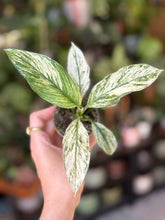 Kép betöltése a galériamegjelenítőbe: Spathiphyllum &#39;Sensation&#39; variegated - Vitorlavirág tarka - Peace lily - Tropical Home 
