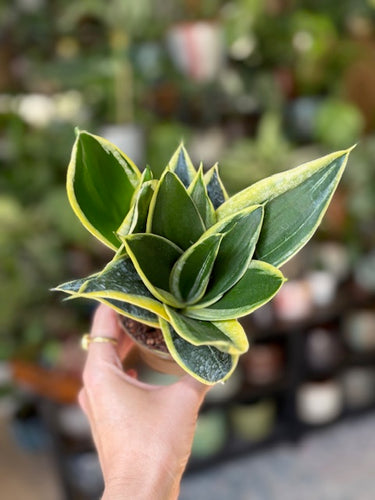 Sansevieria trif. Hahnii “Jade marginata” 9cm cserépátmérő - Anyósnyelv - Tropical Home 