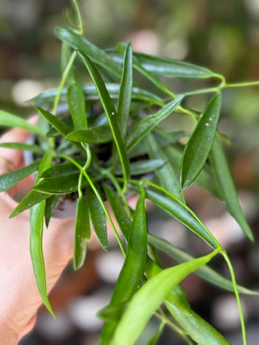 Dischidia sp. Philippines - Tropical Home 