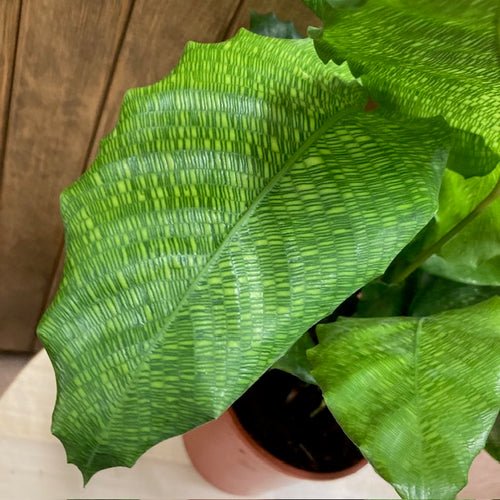 Calathea musaica 