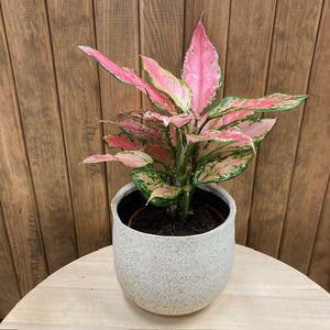 Aglaonema - Rákvirág - Chinese Evergreen - Tropical Home 