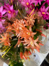 Kép betöltése a galériamegjelenítőbe: Rhipsalidopsis - Húsvéti kaktusz, 3 színben - Easter cactus - Tropical Home 
