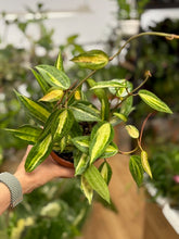 Kép betöltése a galériamegjelenítőbe: Hoya macrophylla/latifolia &quot;Pot of gold&quot; 12cm cserépátmérő - Tropical Home 

