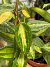 Kép betöltése a galériamegjelenítőbe: Hoya macrophylla/latifolia &quot;Pot of gold&quot; 12cm cserépátmérő - Tropical Home 
