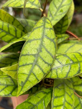 Kép betöltése a galériamegjelenítőbe: Hoya callistophylla - 12cm cserépátmérő - Tropical Home 
