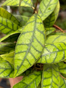 Hoya callistophylla - 12cm cserépátmérő - Tropical Home 