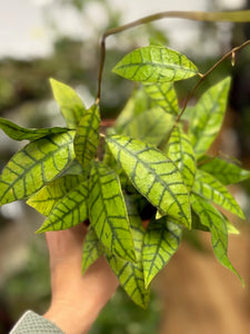 Hoya callistophylla - 12cm cserépátmérő - Tropical Home 