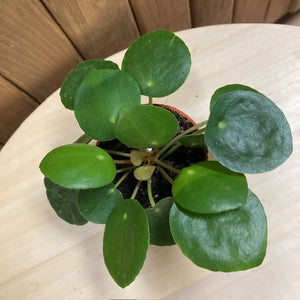 Pilea peperomioides - Pénzlevelű pilea - Chinese Money Plant - Tropical Home 