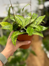 Kép betöltése a galériamegjelenítőbe: Hoya callistophylla - 12cm cserépátmérő - Tropical Home 
