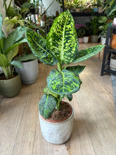 Kép betöltése a galériamegjelenítőbe: Dieffenbachia reflector - Buzogányvirág - Dumb cane
