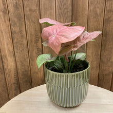 Kép betöltése a galériamegjelenítőbe: Syngonium Neon robusta - Rózsaszín nyíllevél - Arrowhead vine - Tropical Home 
