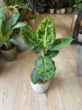 Kép betöltése a galériamegjelenítőbe: Dieffenbachia reflector - Buzogányvirág - Dumb cane
