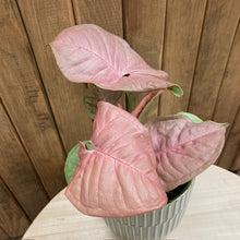 Kép betöltése a galériamegjelenítőbe: Syngonium Neon robusta - Rózsaszín nyíllevél - Arrowhead vine - Tropical Home 
