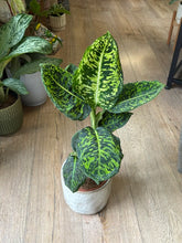 Kép betöltése a galériamegjelenítőbe: Dieffenbachia reflector - Buzogányvirág - Dumb cane
