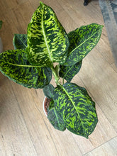 Kép betöltése a galériamegjelenítőbe: Dieffenbachia reflector - Buzogányvirág - Dumb cane
