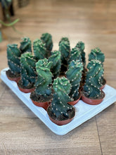 Kép betöltése a galériamegjelenítőbe: Cereus forbesii &#39;Spiralis&#39; - Spirálkaktusz - Tropical Home 
