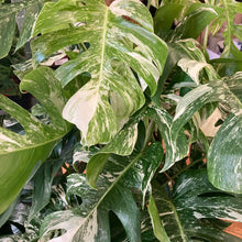 Kép betöltése a galériamegjelenítőbe: Monstera albo variegata vágat (Olvasd el a leírást!) - Tropical Home 
