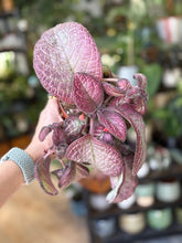 Kép betöltése a galériamegjelenítőbe: Episcia &quot;Malayan gem&quot;- Flame violet - Árnyékcsuporka - Tropical Home 
