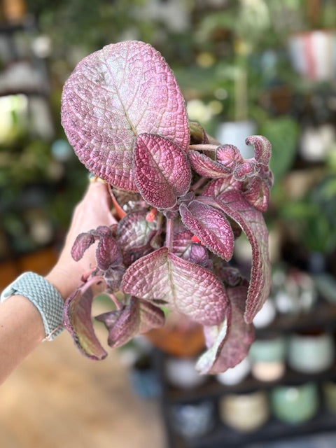 Episcia 