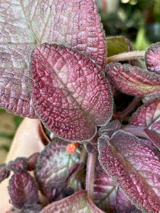 Episcia "Malayan gem"- Flame violet - Árnyékcsuporka - Tropical Home 