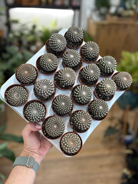Sulcorebutia arenacea - Tropical Home 