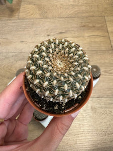 Sulcorebutia arenacea - Tropical Home 