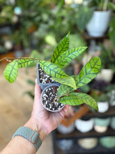 Kép betöltése a galériamegjelenítőbe: Hoya callistophylla - két méretben - Tropical Home 
