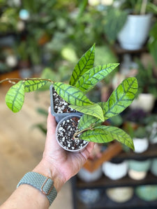Hoya callistophylla - két méretben - Tropical Home 